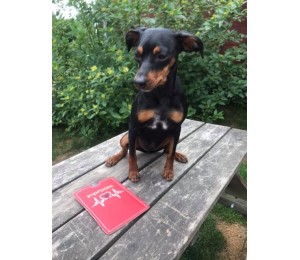 ITH - Stickserie Impfpasshüllen - Hund, Katze, Pferd, Kaninchen